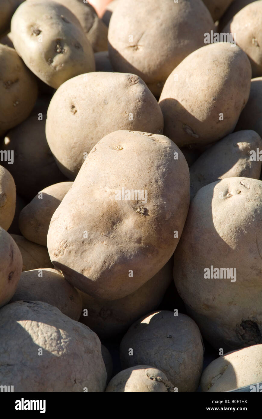 potato potatoes spuds root vegetable staple food carbohydrate ground