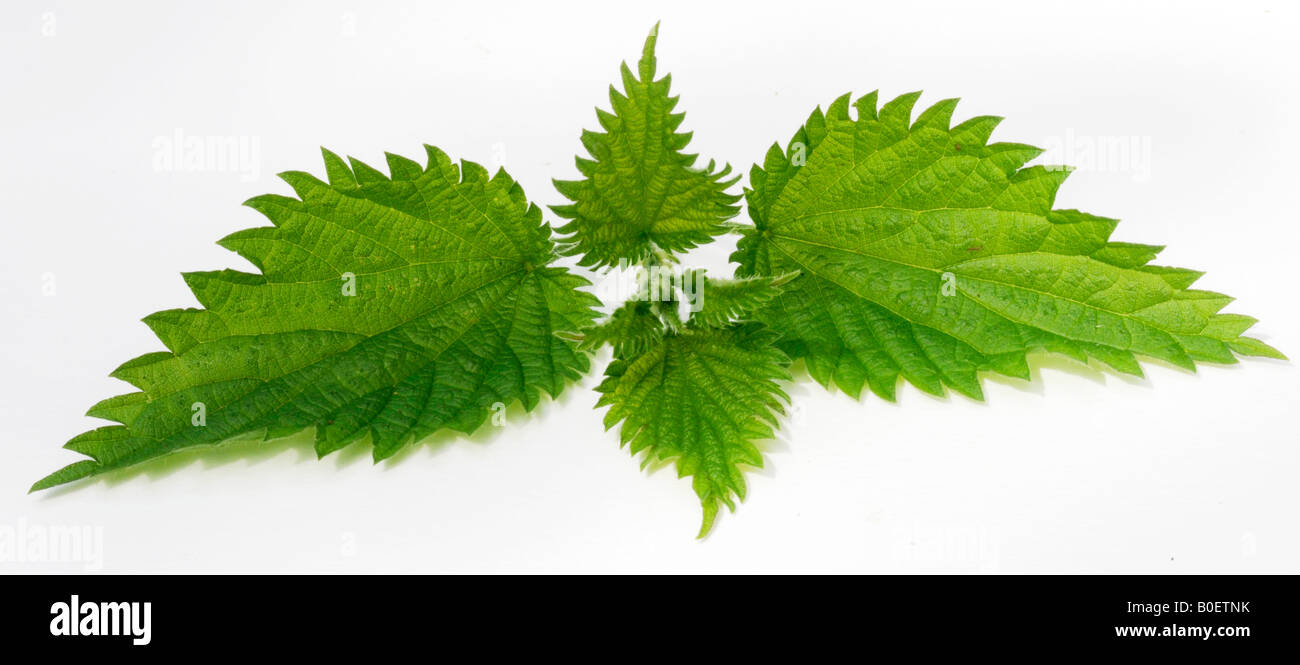 EDIBLE NETTLES Stock Photo Alamy