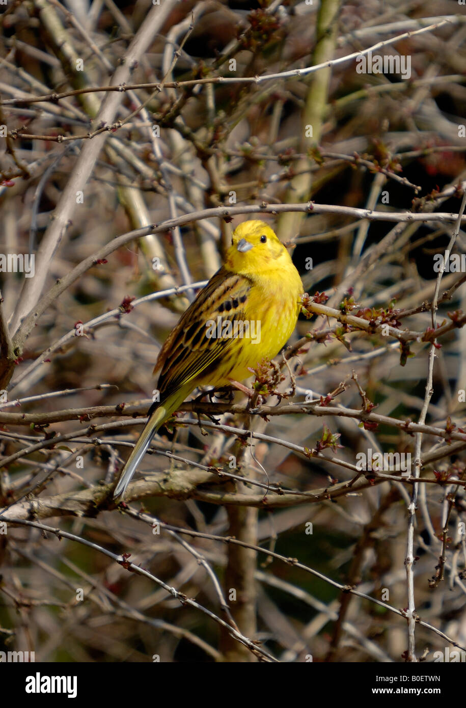 Yellow Hammer Bird High Resolution Stock Photography and Images Alamy