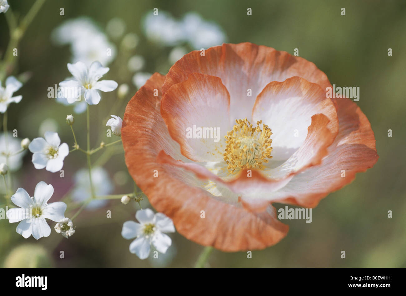 Flower Stock Photo
