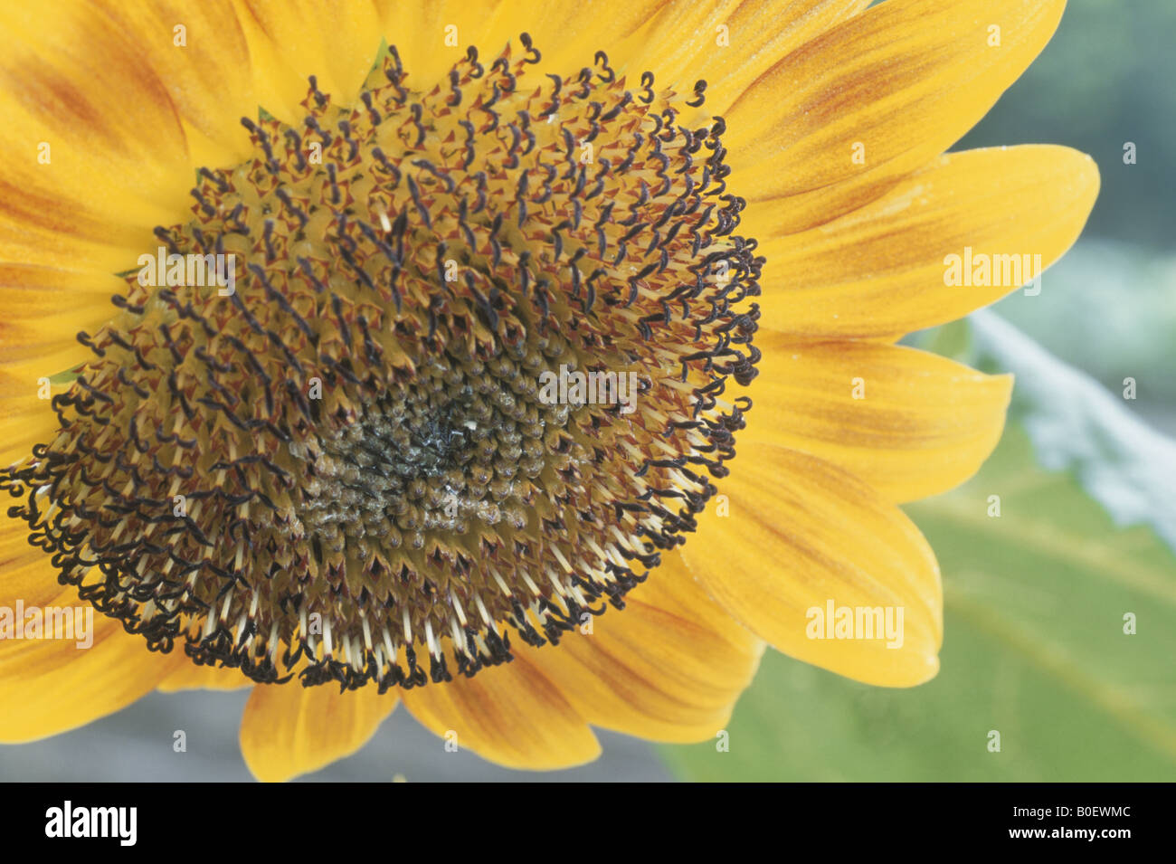 One sunflower close up hi-res stock photography and images - Alamy