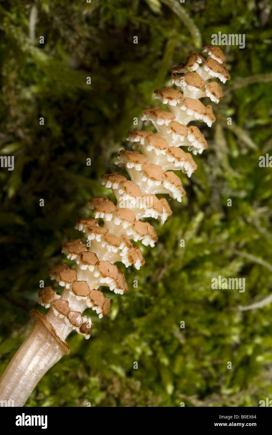 Fertile stem of Equisetum commonly known as horsetails Stock Photo
