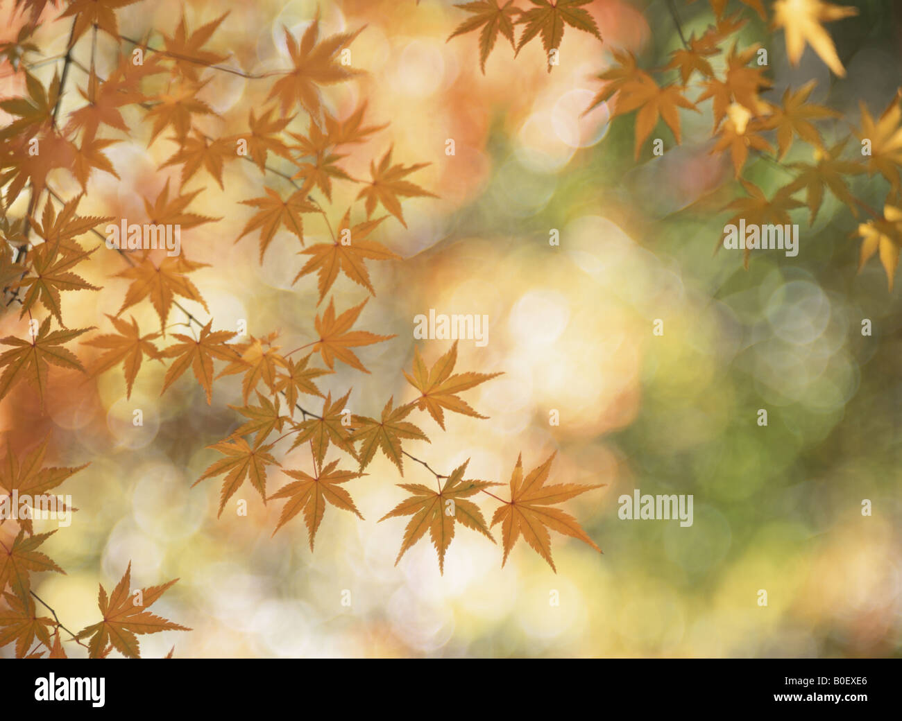 Turning Leaves Of A Maple Stock Photo Alamy