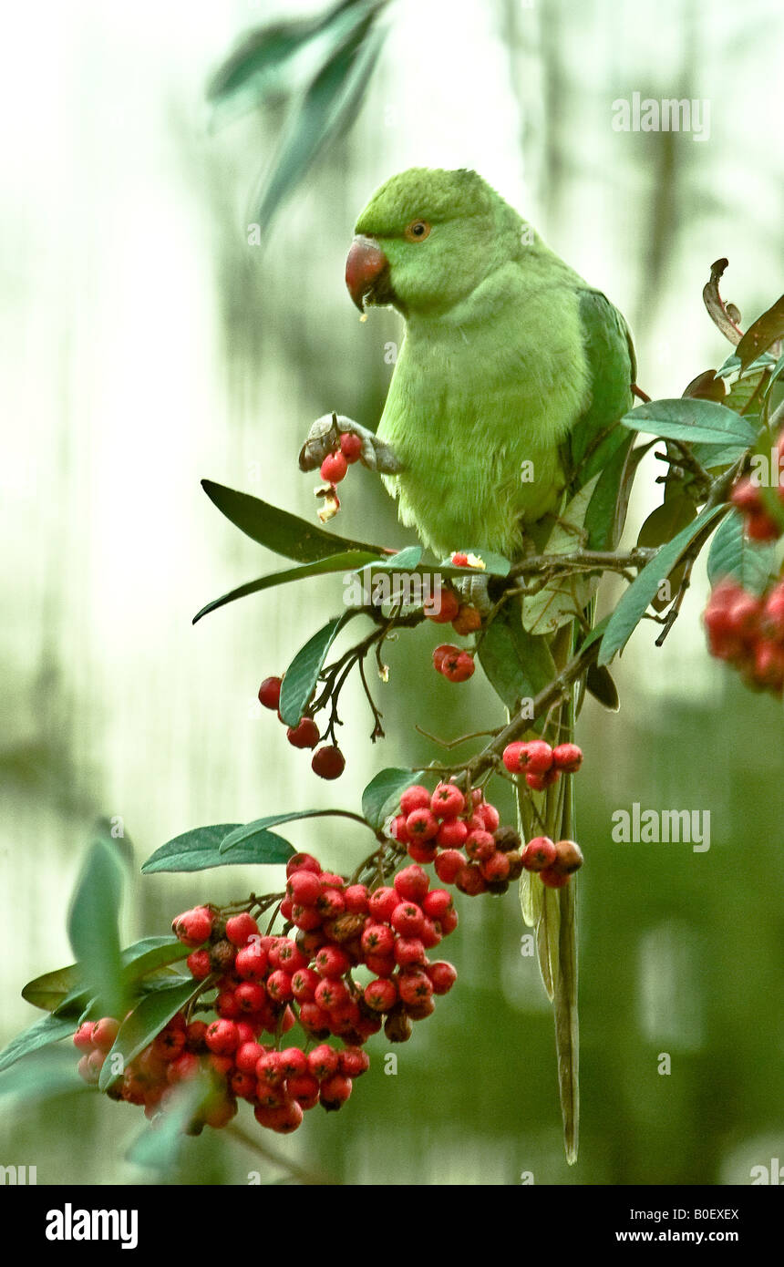 Ringed-necked Parakeet Stock Photo