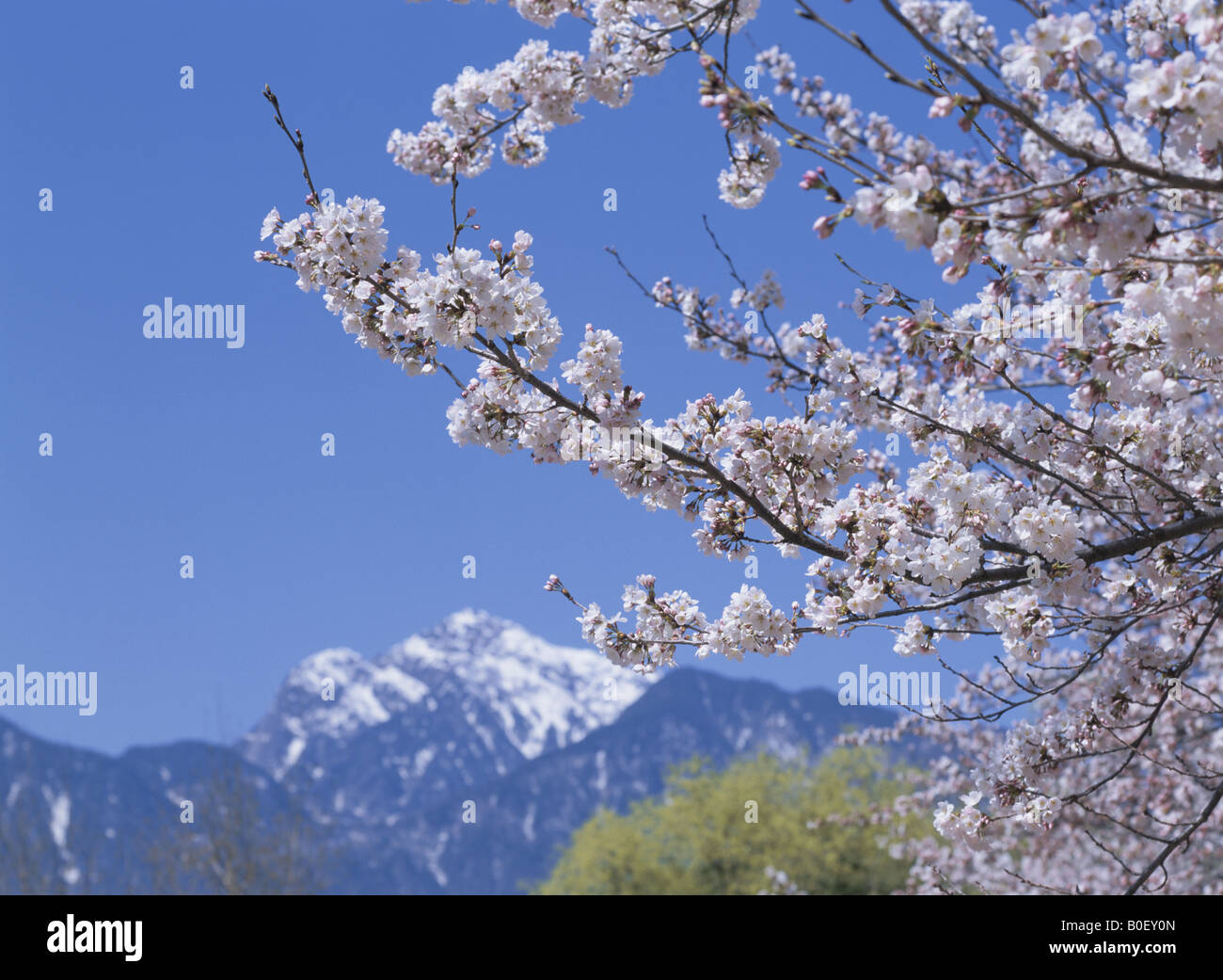 Cherry blossom landscape hi-res stock photography and images - Alamy