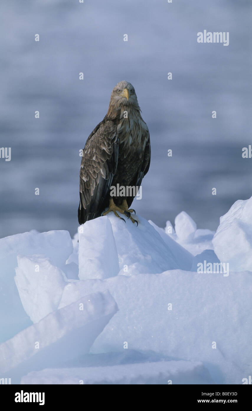 Whit tailed sea eagle hi-res stock photography and images - Alamy