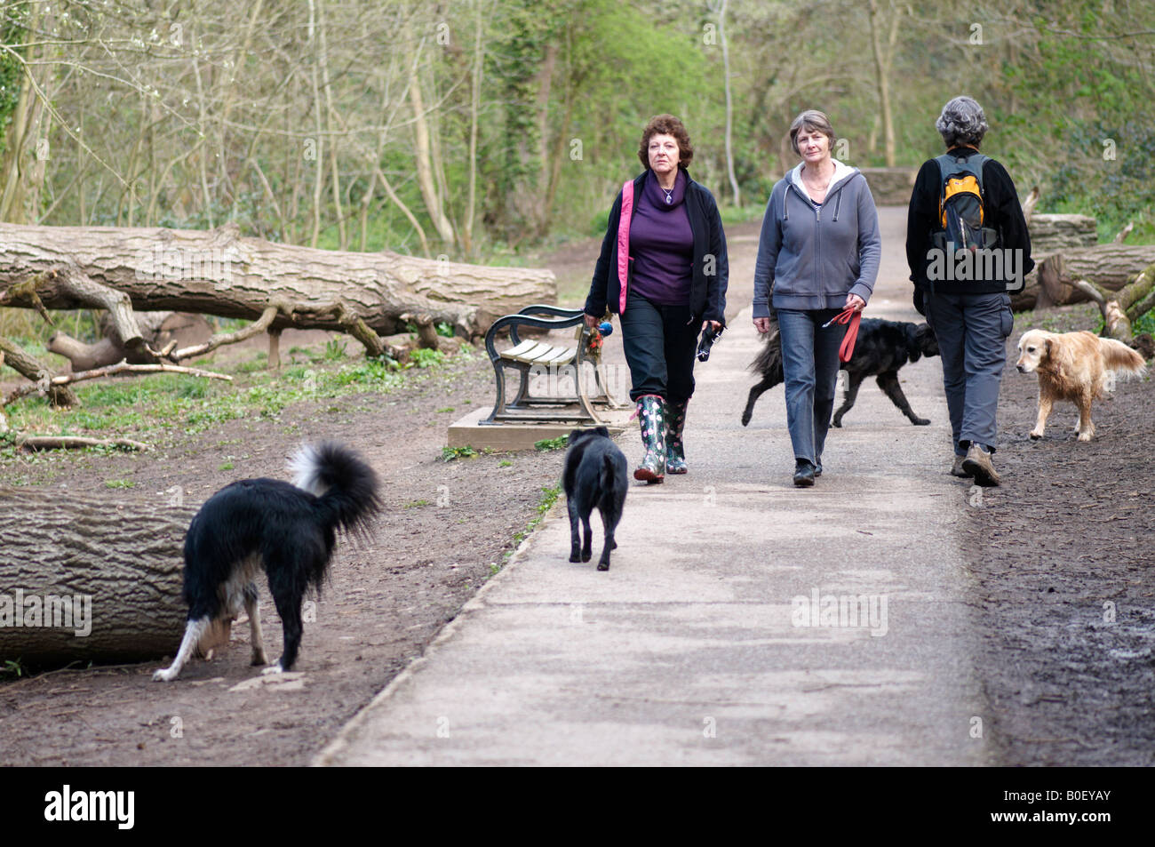 Three women dog walkers crossing paths with four dogs in Vassals Bristol UK Stock Photo