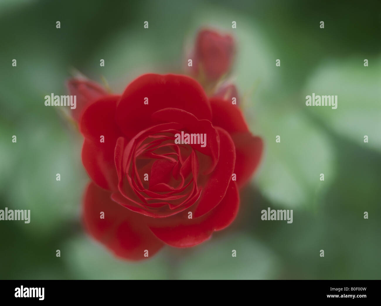 Pictures of roses hi-res stock photography and images - Alamy