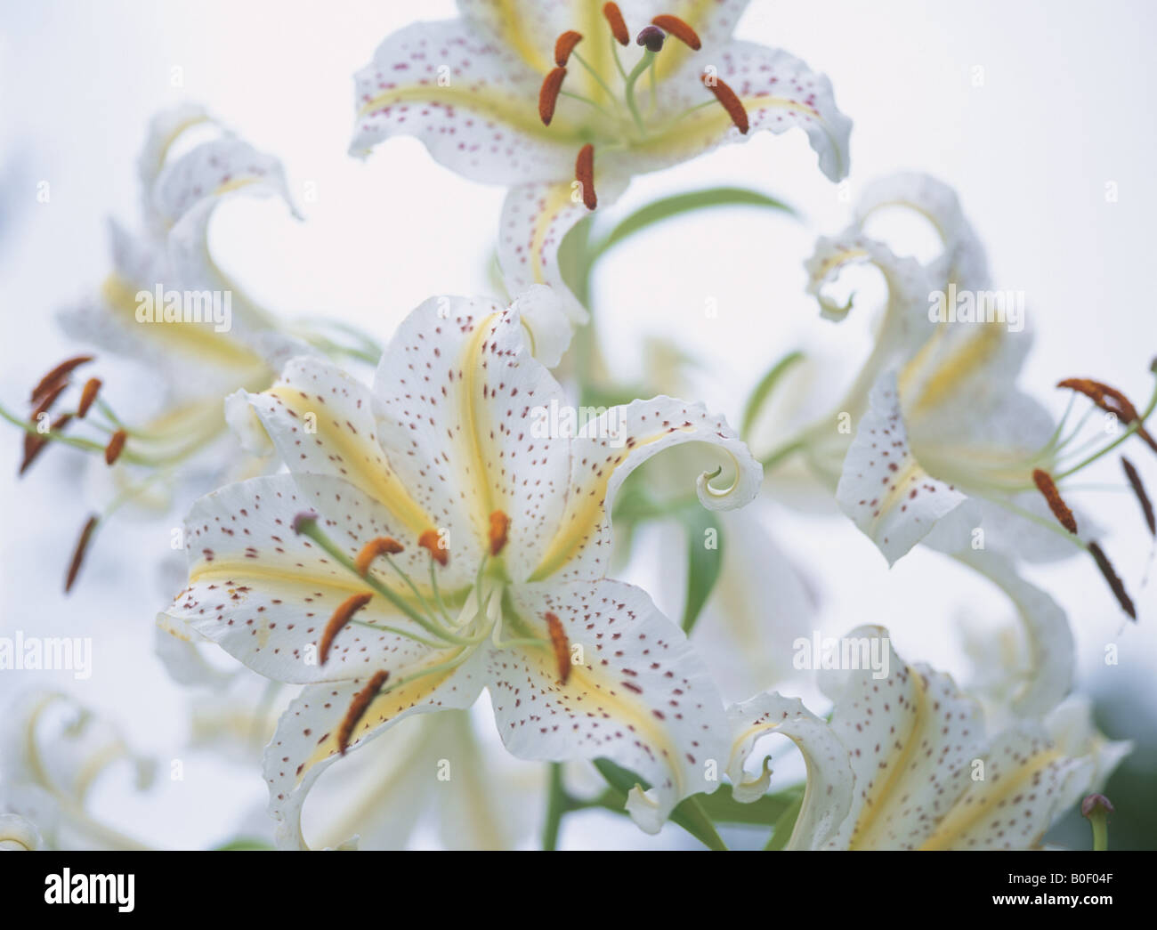Golden-Rayed Lily Stock Photo