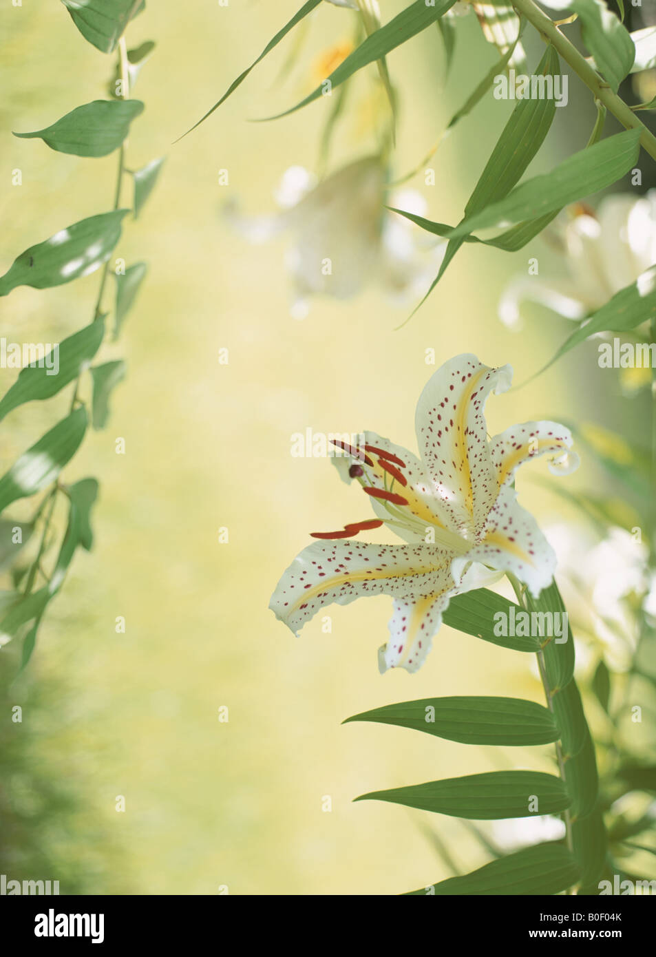 Golden rayed lilies hi-res stock photography and images - Alamy
