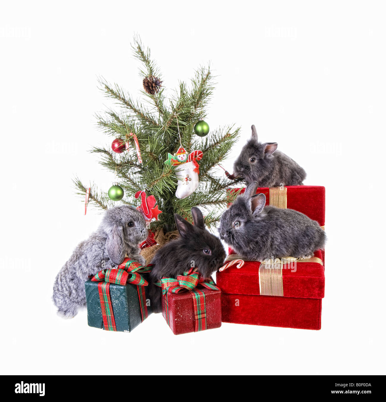 Black bunny on gift box hires stock photography and images Alamy