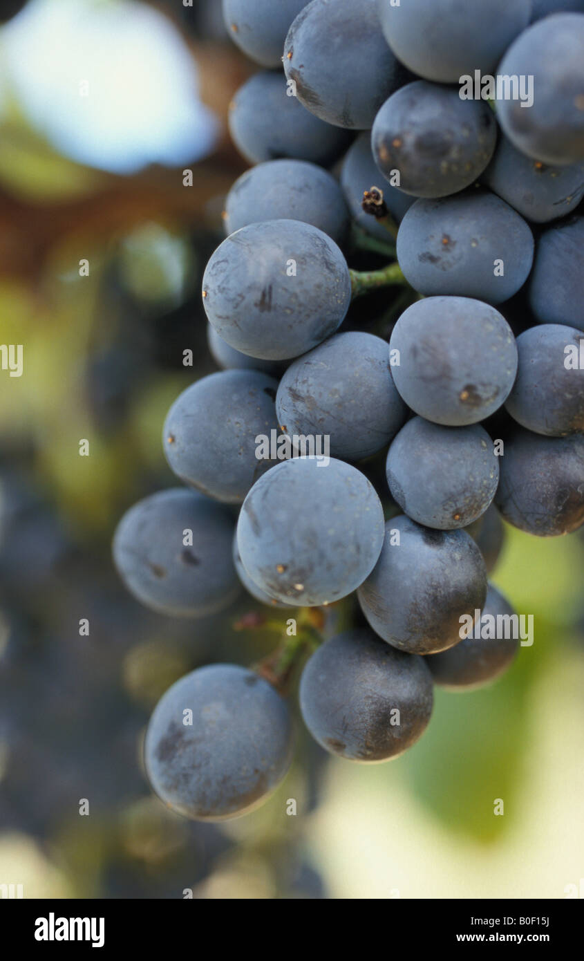 Organic Shiraz Grapes Harvest Cowra New South Wales Australia Stock Photo