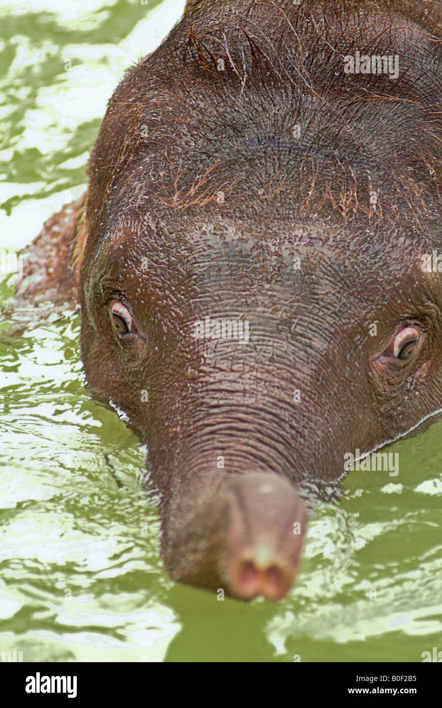 Baby elephant trunk snorkel hires stock photography and images Alamy