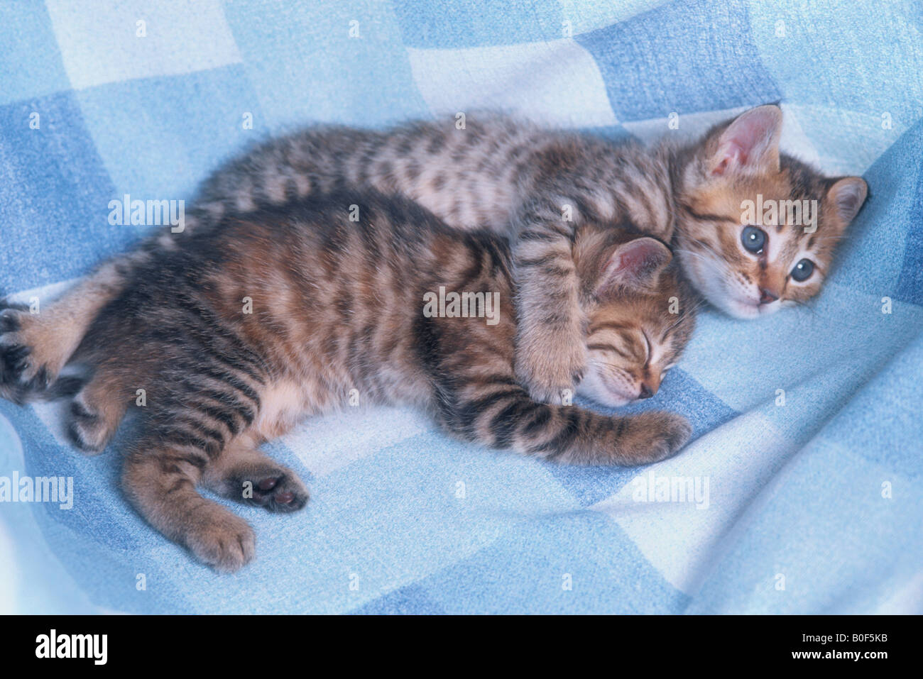 Two Kittens Resting Stock Photo