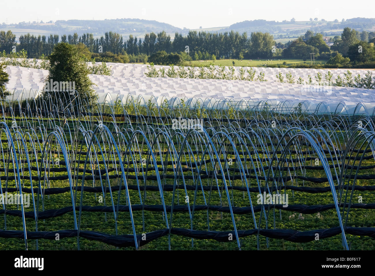 Fruit tunnel frames at Harewood End Herefordshire England United