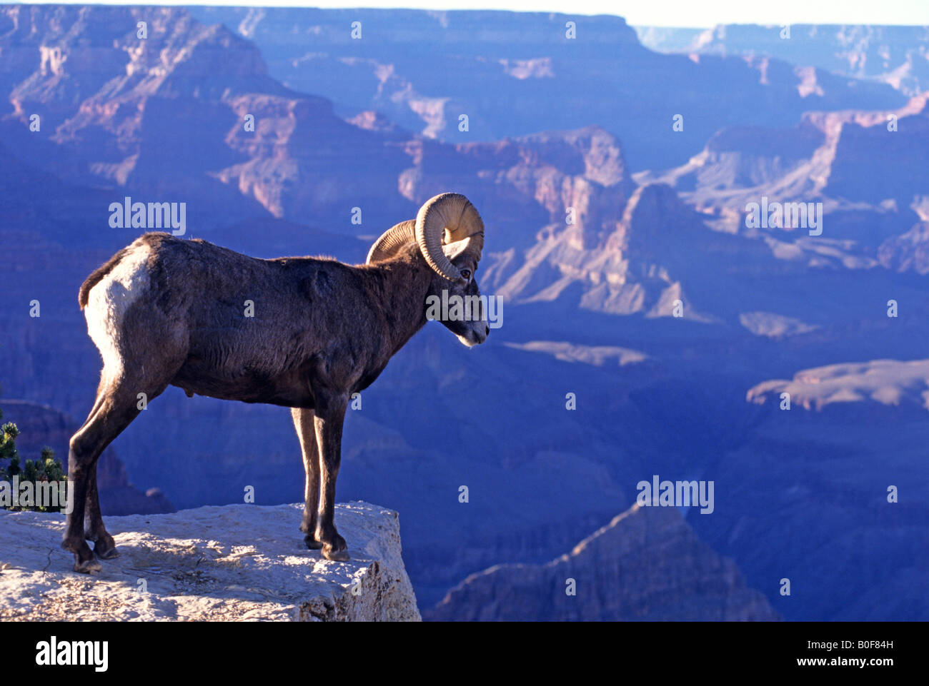 Bighorn sheep Grand Canyon Arizona Stock Photo Alamy