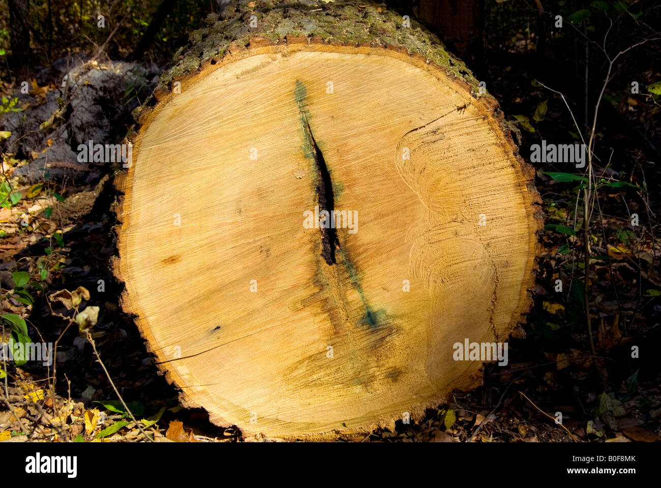 Chainsawed tree hi-res stock photography and images - Alamy