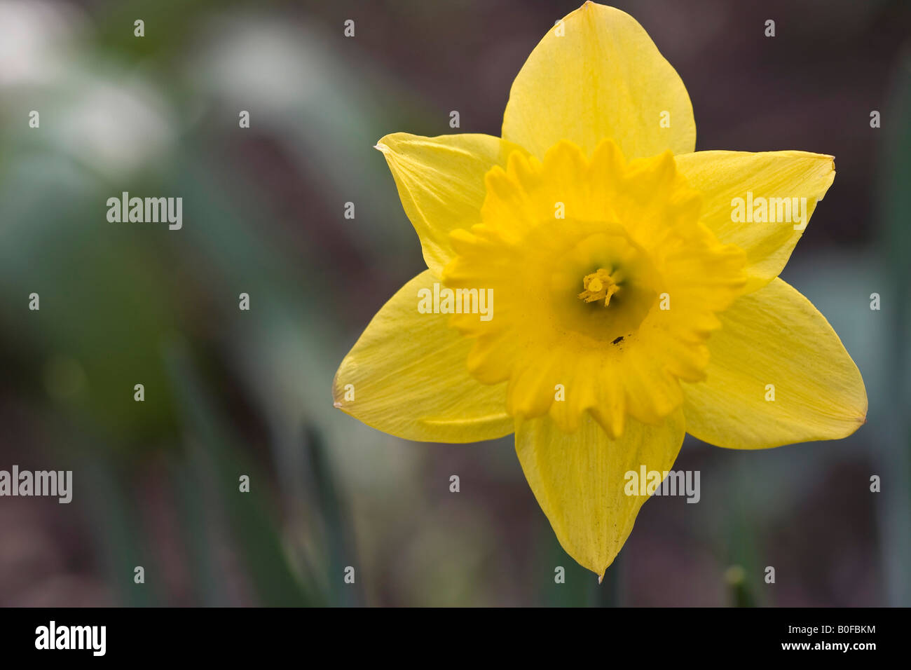 Yellow Daffodil in full bloom Narcissus Cyclamineus Englander flower cyclamen flowered real backgrounds background Spring time arrived finally here Stock Photo