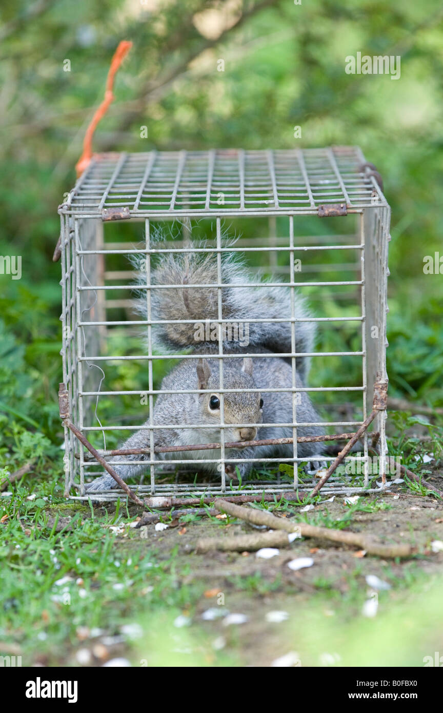 Humane animal trap hi-res stock photography and images - Alamy