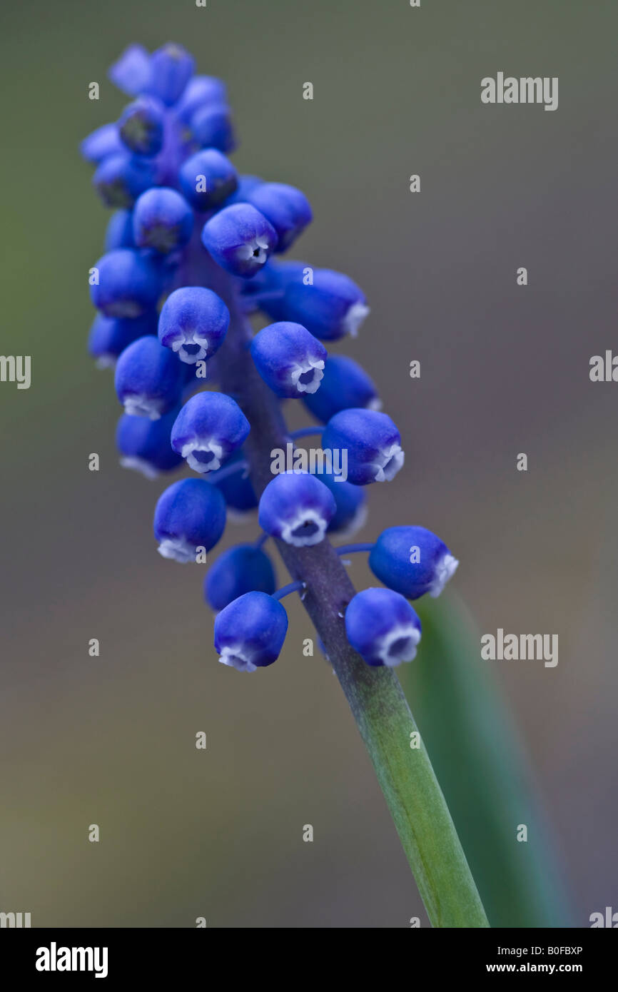 Blue Grape Hyacinth Muscari armeniacum flower on blurry blurred background front view closeup nobody vertical in Ohio USA US hi-res Stock Photo