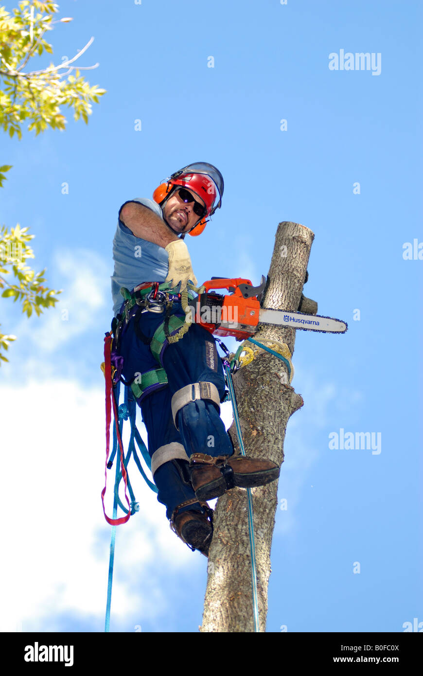 Tree surgeon up in a tree with climbing spikes protective gear ropes