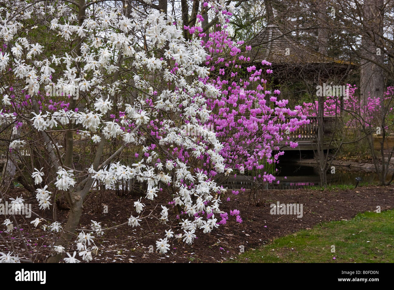 Magnolia tree blooming flowering flowers spring park public garden  nobody in Ohio USA backgrounds background Spring arrived finally here hi-res Stock Photo