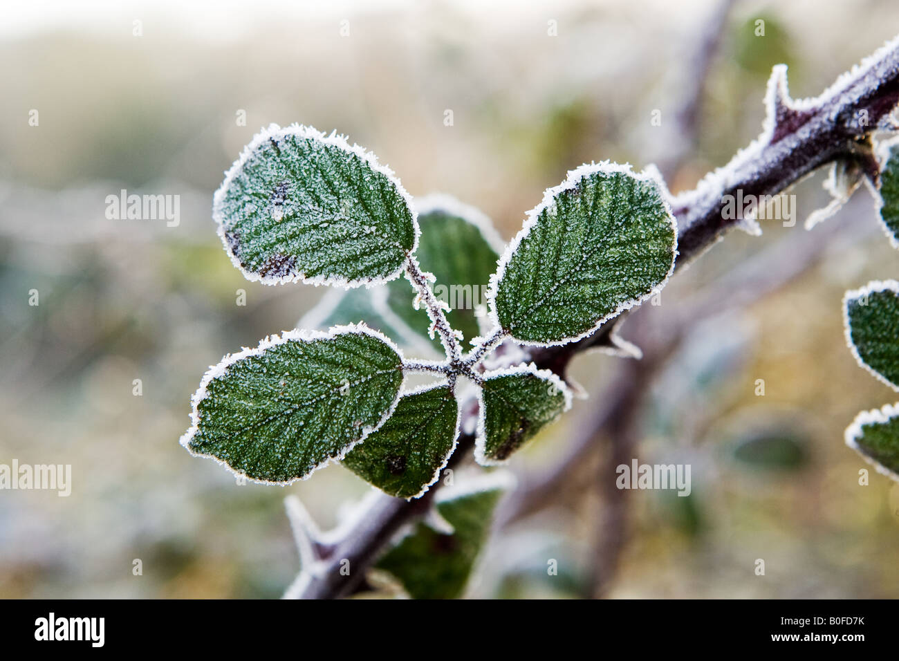 Hoar frost covered Bramble Oxfordshire England United Kingdom Stock Photo