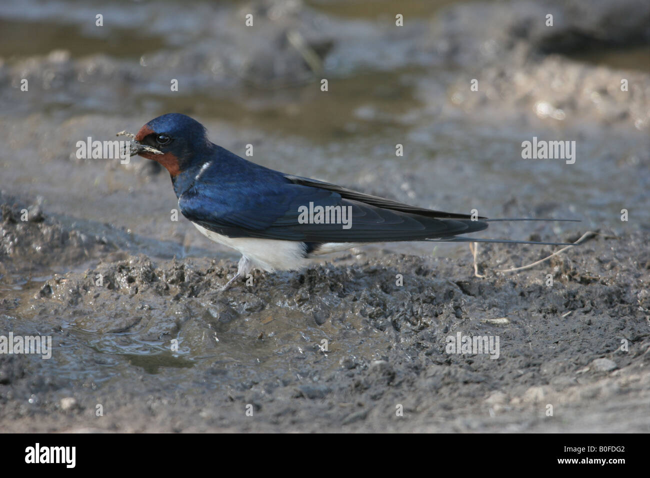 Mud bird nest hi-res stock photography and images - Alamy