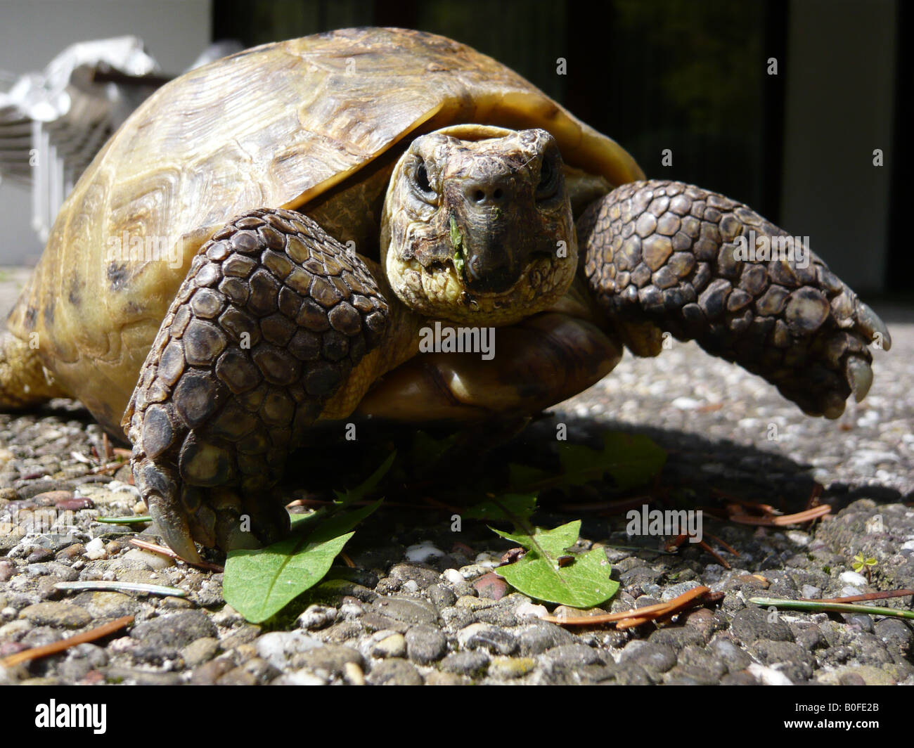 Russian tortoise (Testudo horsfieldii) in a garden in Germany Stock Photo