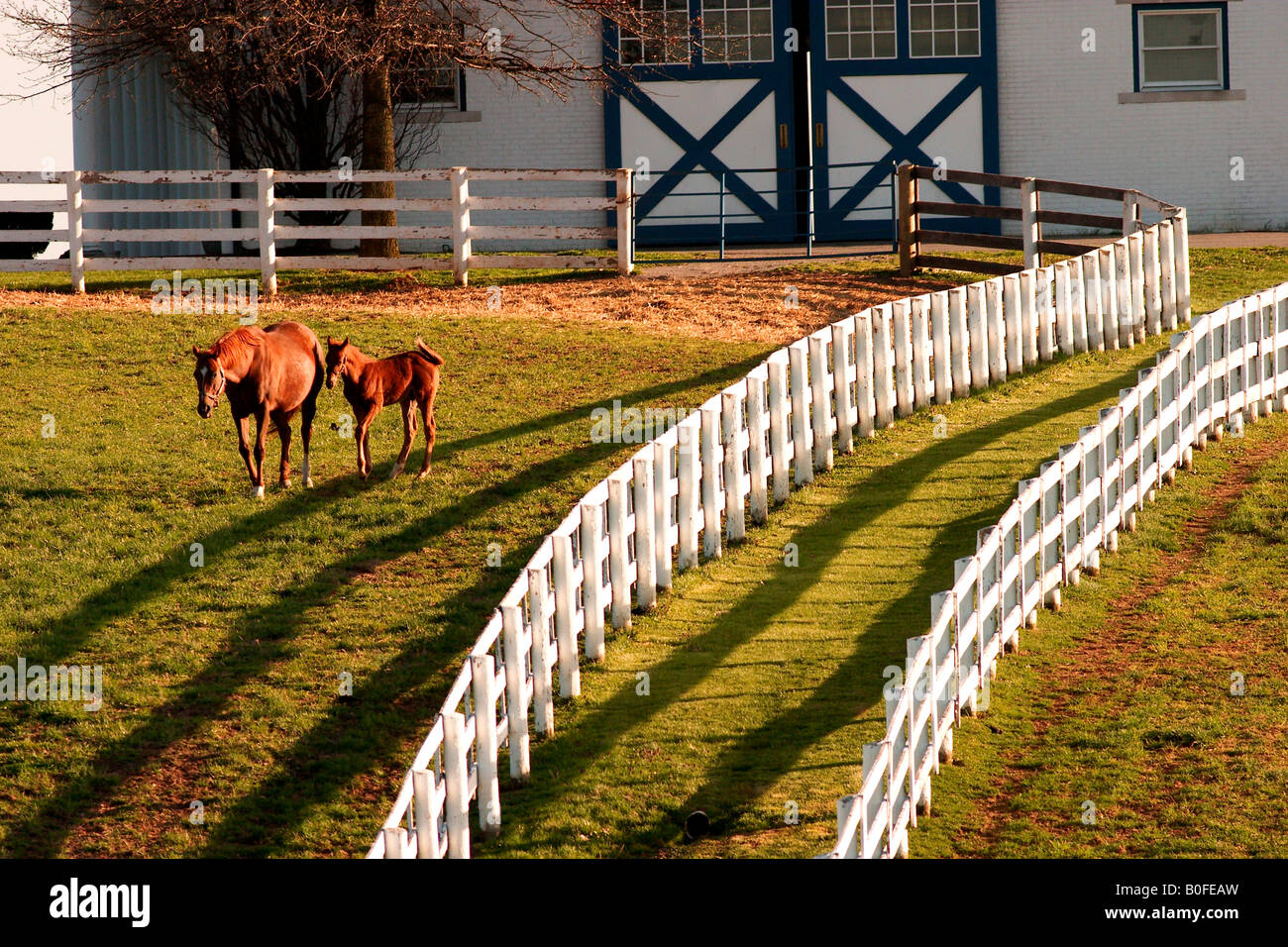 horse farm lexington, ky Stock Photo Alamy