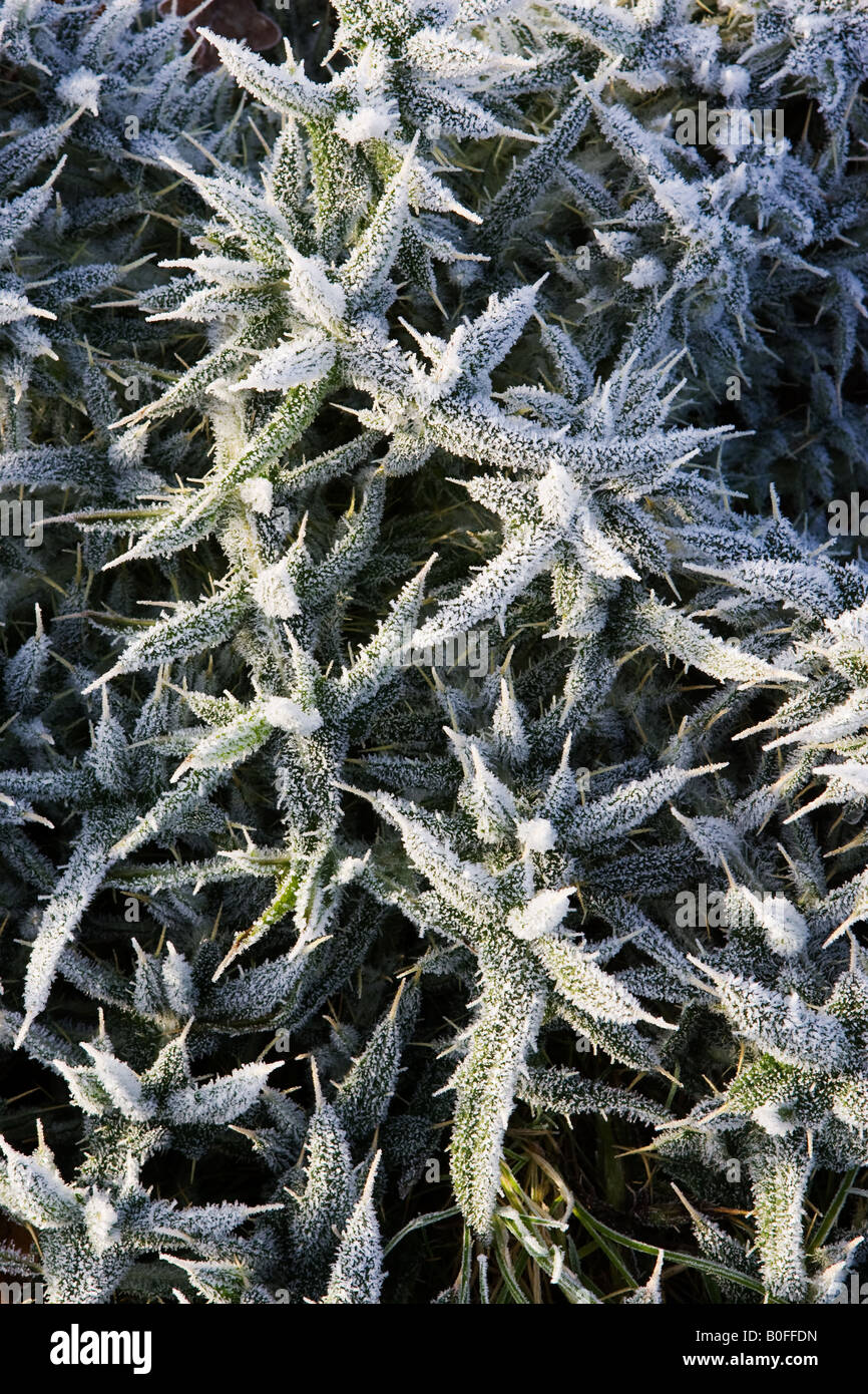 Hoar frost covered Thistle Oxfordshire England United Kingdom Stock Photo