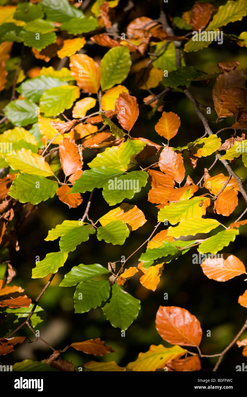 Beech leaves turning from green to brown Aira Beck Lake District