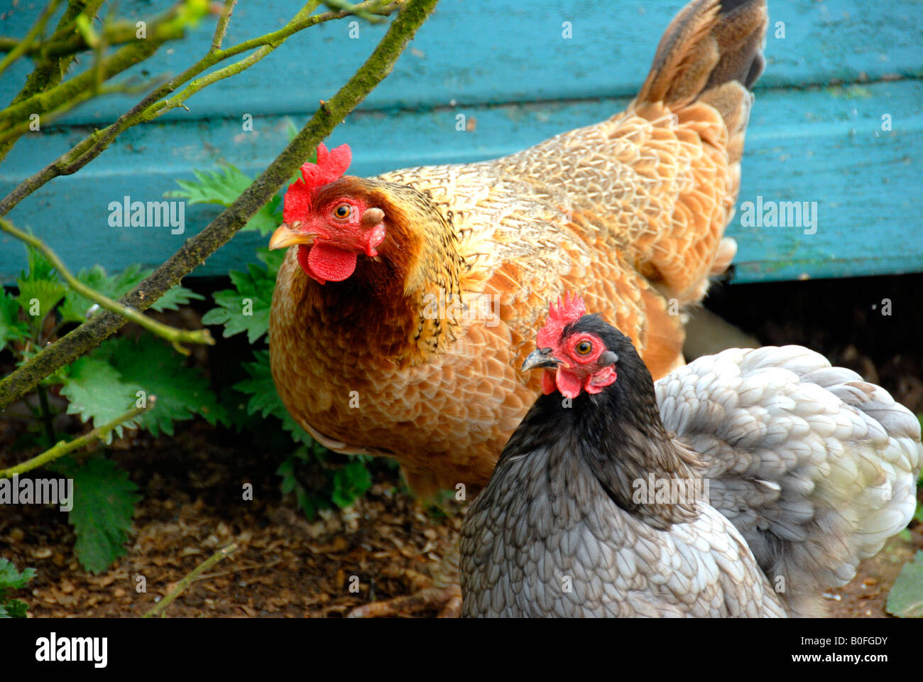 Two hens in their natural environment Stock Photo