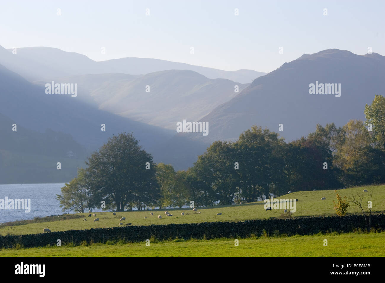 Sheep grazing by Lake Ullswater Lake District England United Kingdom Stock Photo