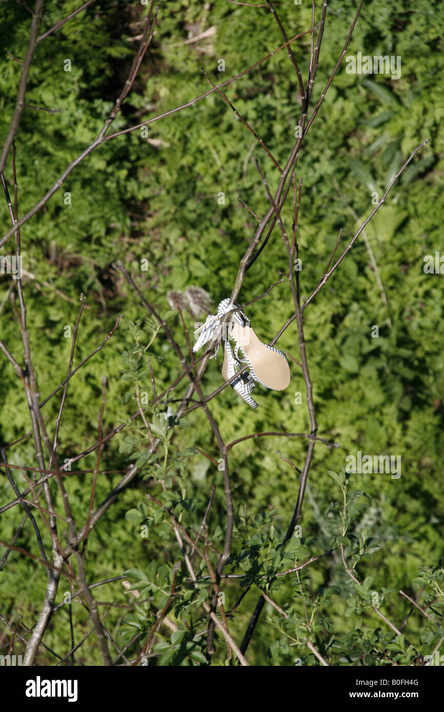 woman' shoes hanging on tree branches Stock Photo Alamy