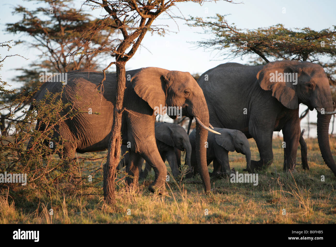 Elephant herd at sunrise in the Masai Mara Kenya East Africa Stock Photo