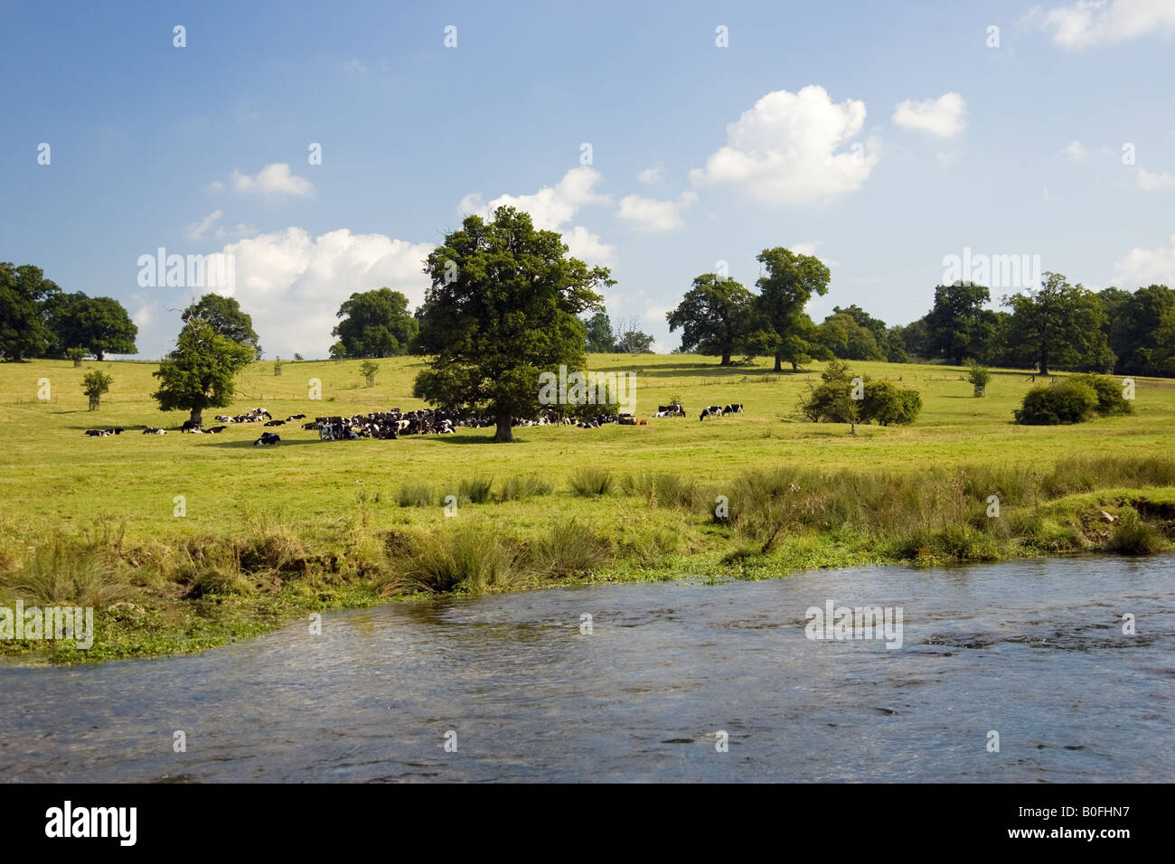 Organic cattle shelter under an oak tree in a Cotswolds meadow in Sherborne Gloucestershire United Kingdom Stock Photo