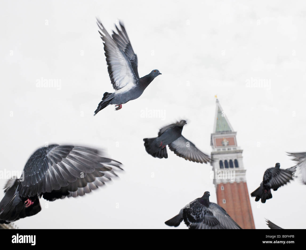 Pigeons flying Stock Photo