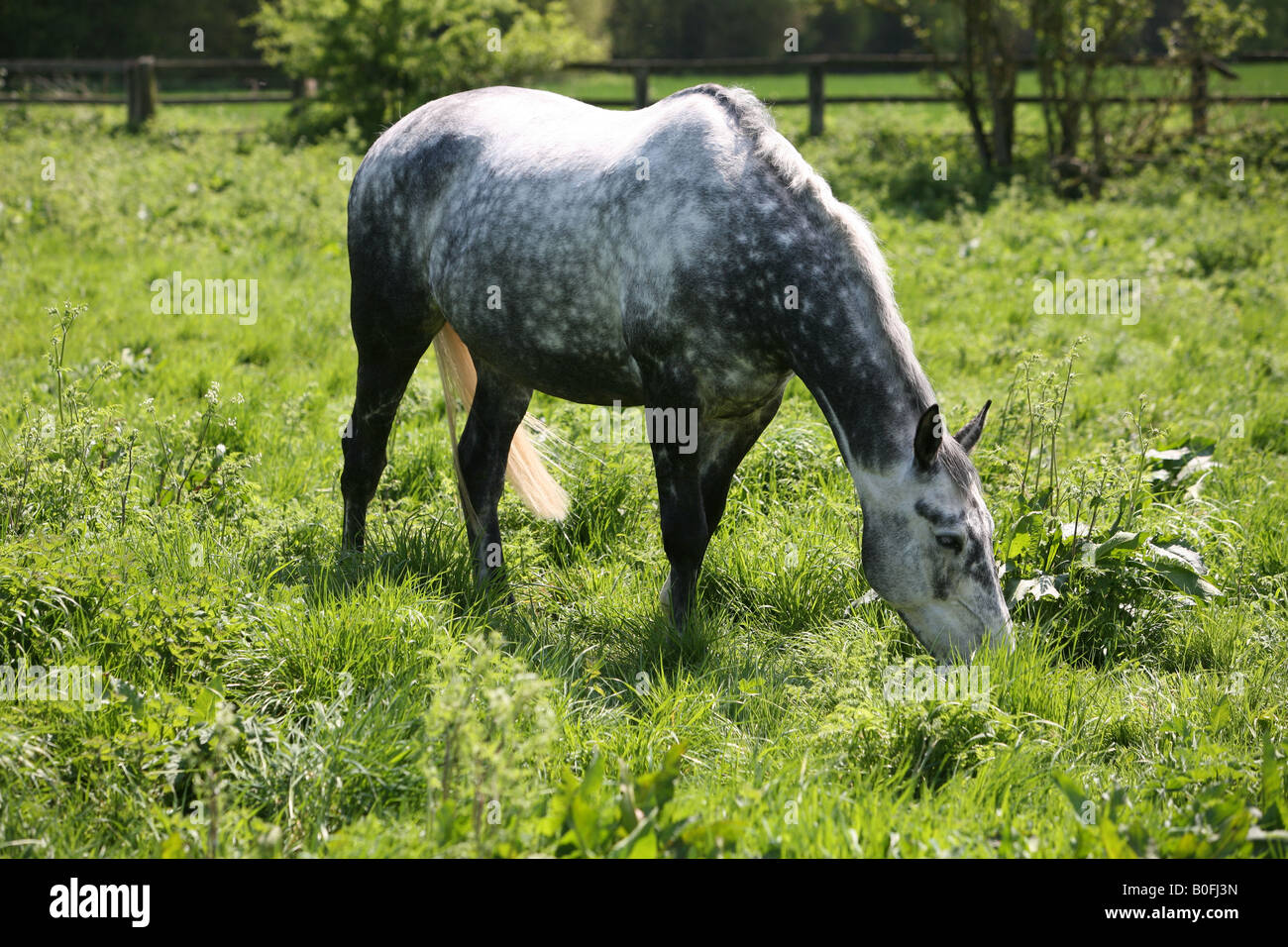 Dapple grey stallion Stock Photo