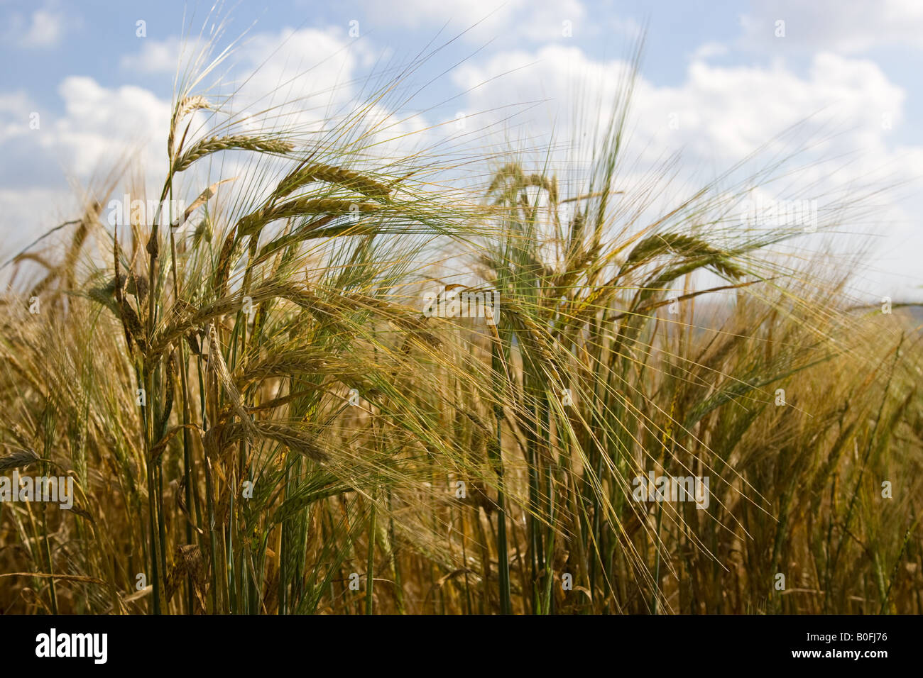 Ripening barley Bourton on the Water The Cotswolds Gloucetershire United Kingdom Stock Photo