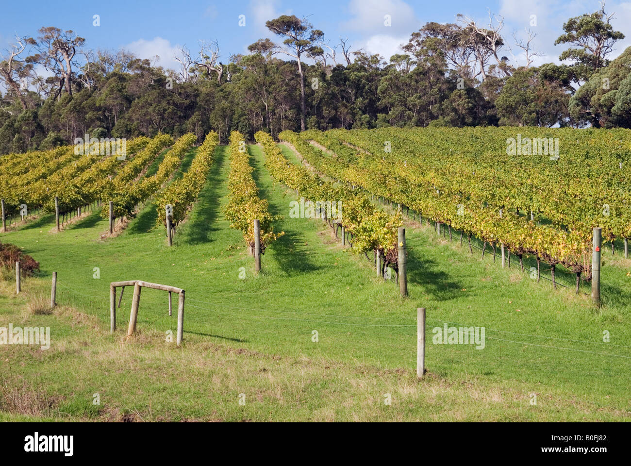 West australian native plants hires stock photography and images Alamy