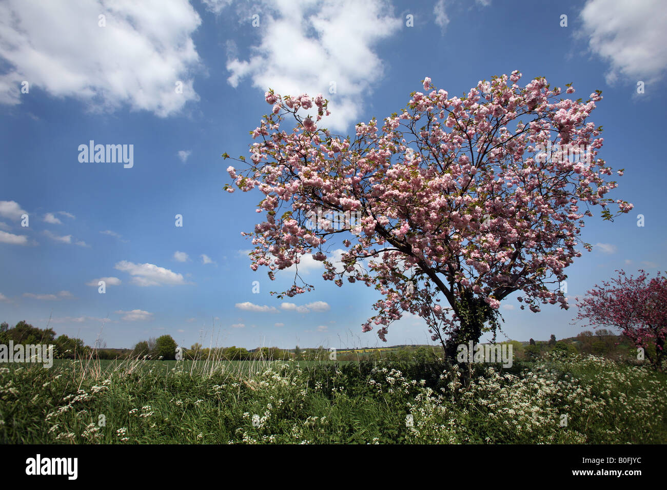 Cherry Blossom on a tree in Suffolk UK Stock Photo