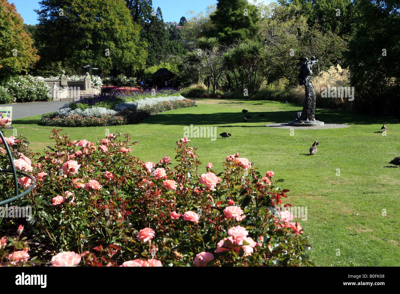 Rose garden in the Botanical gardens Dunedin Stock Photo