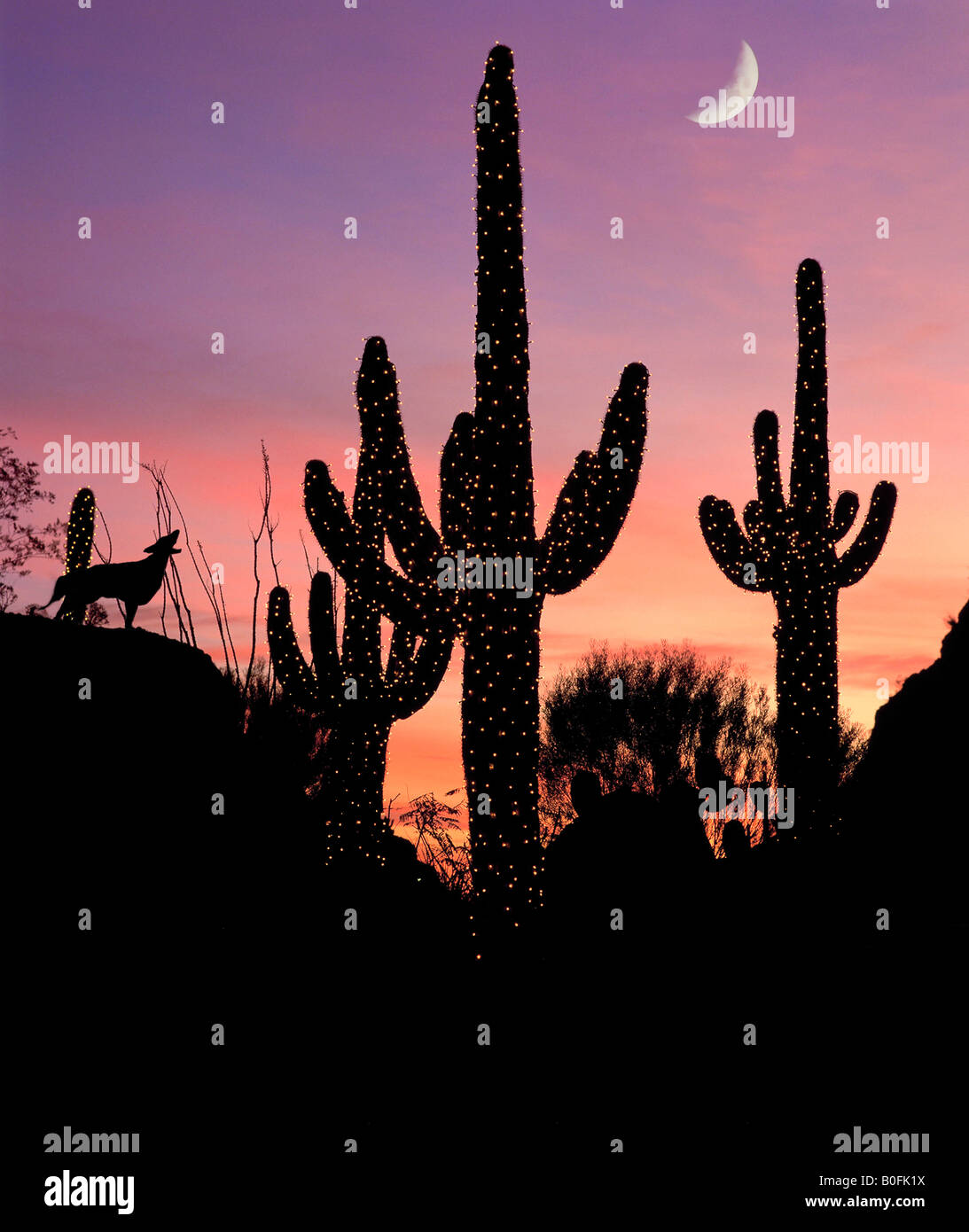 cactus ropes hats Hooey Teal and White Cactus Ropes Hat main image 0