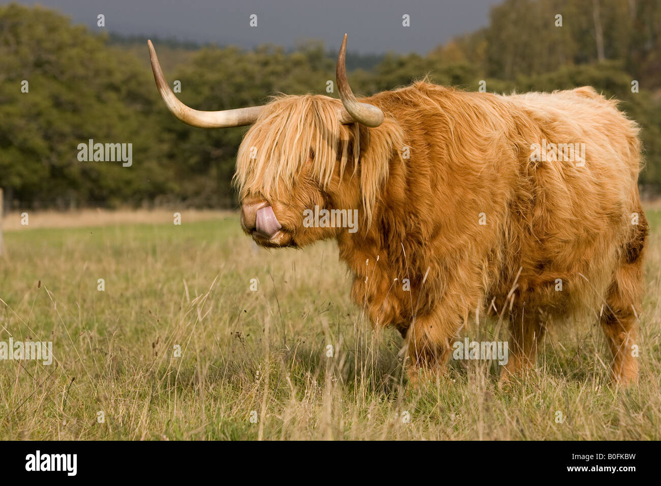 Highland cow in the Scottish Highlands Stock Photo - Alamy