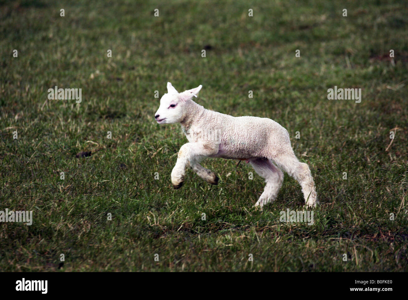 Newborn lamb playing in a field in Steeple Bumstead on the Essex