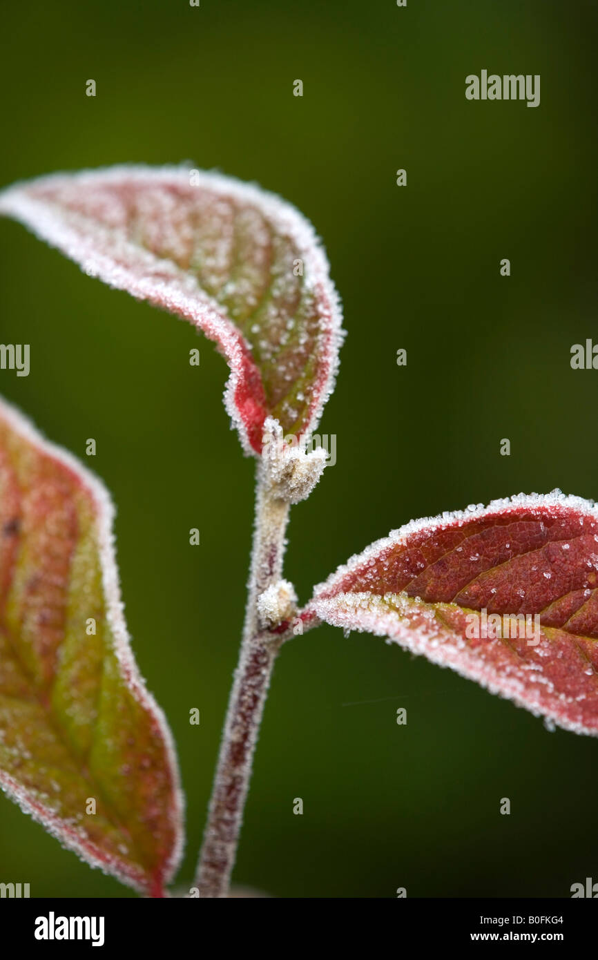 Frost on leaves plants hi-res stock photography and images - Alamy