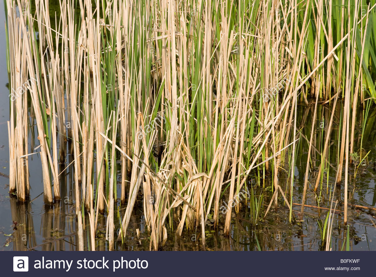 Pond Reeds High Resolution Stock Photography and Images Alamy