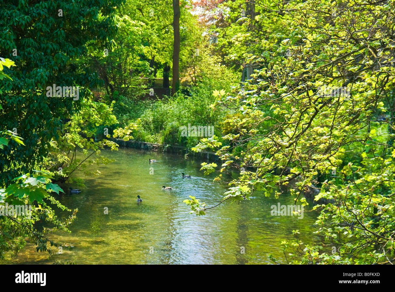 leaves overhand the shallow waters of the River Kennet in Marlborough Wiltshire England UK EU Stock Photo