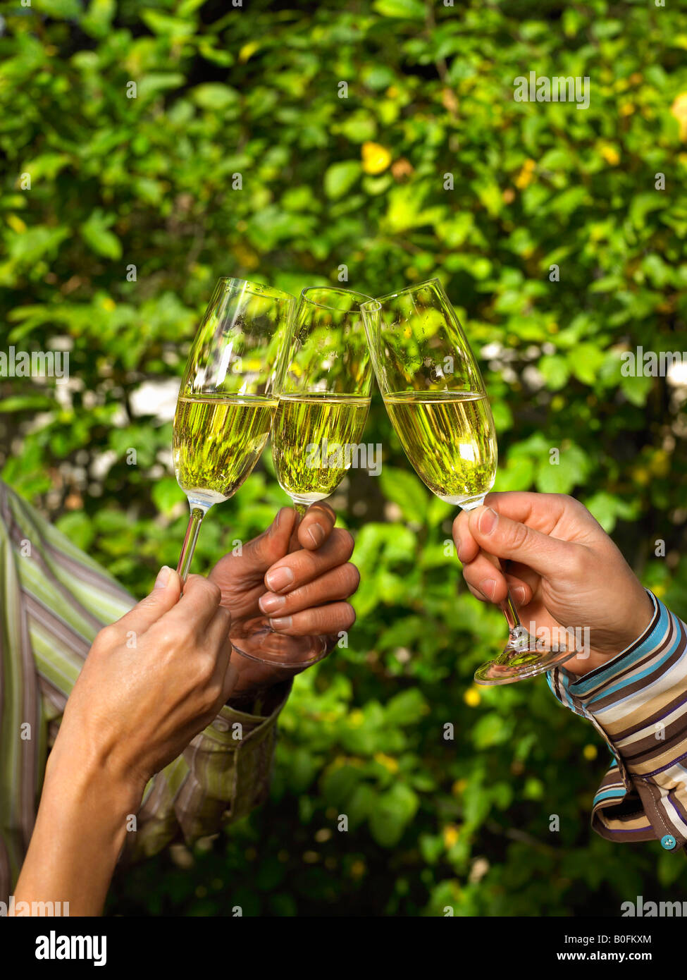 Close up of Champagne glasses touching Stock Photo Alamy
